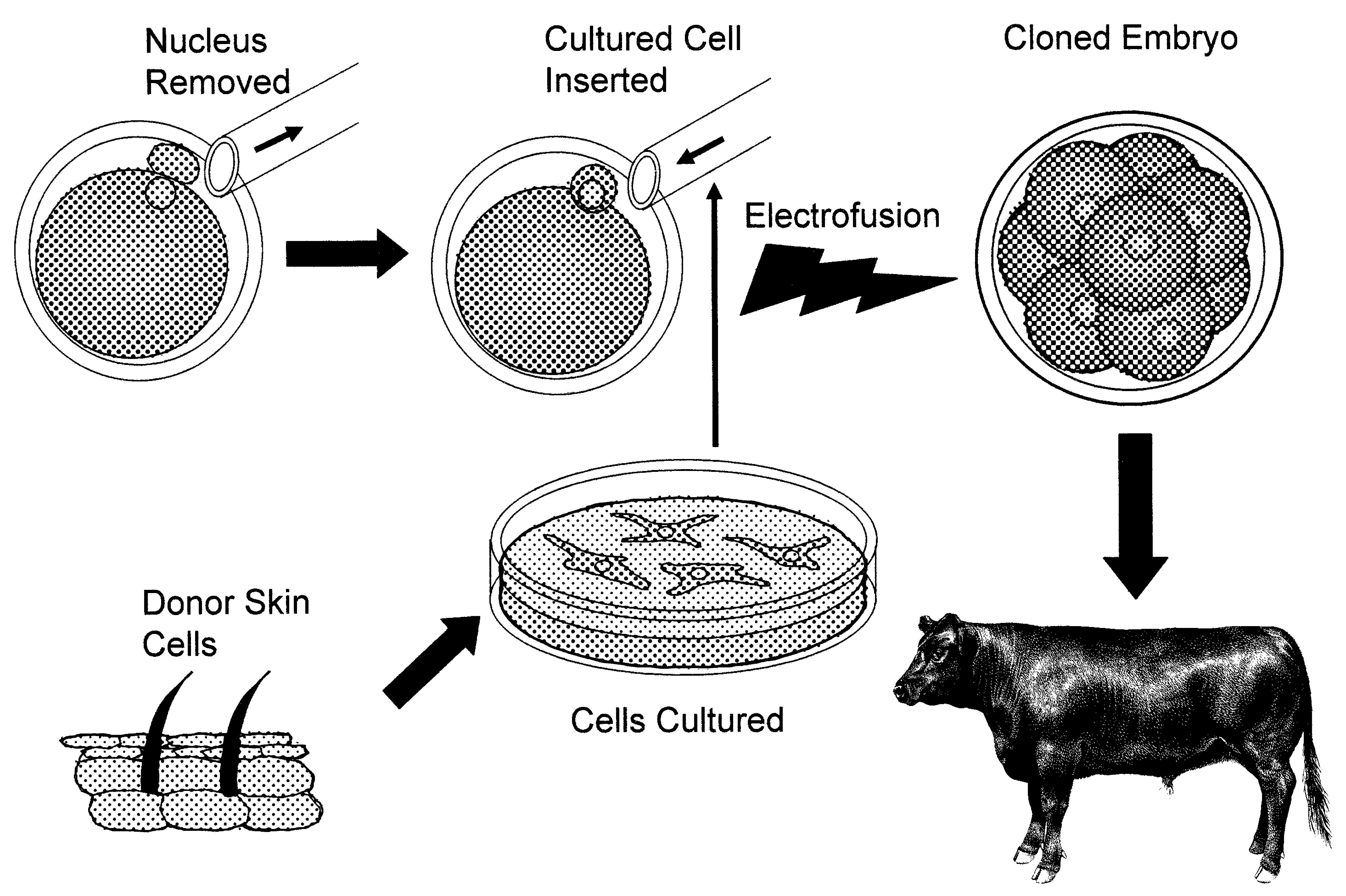 Animal Biotechnology and the Future