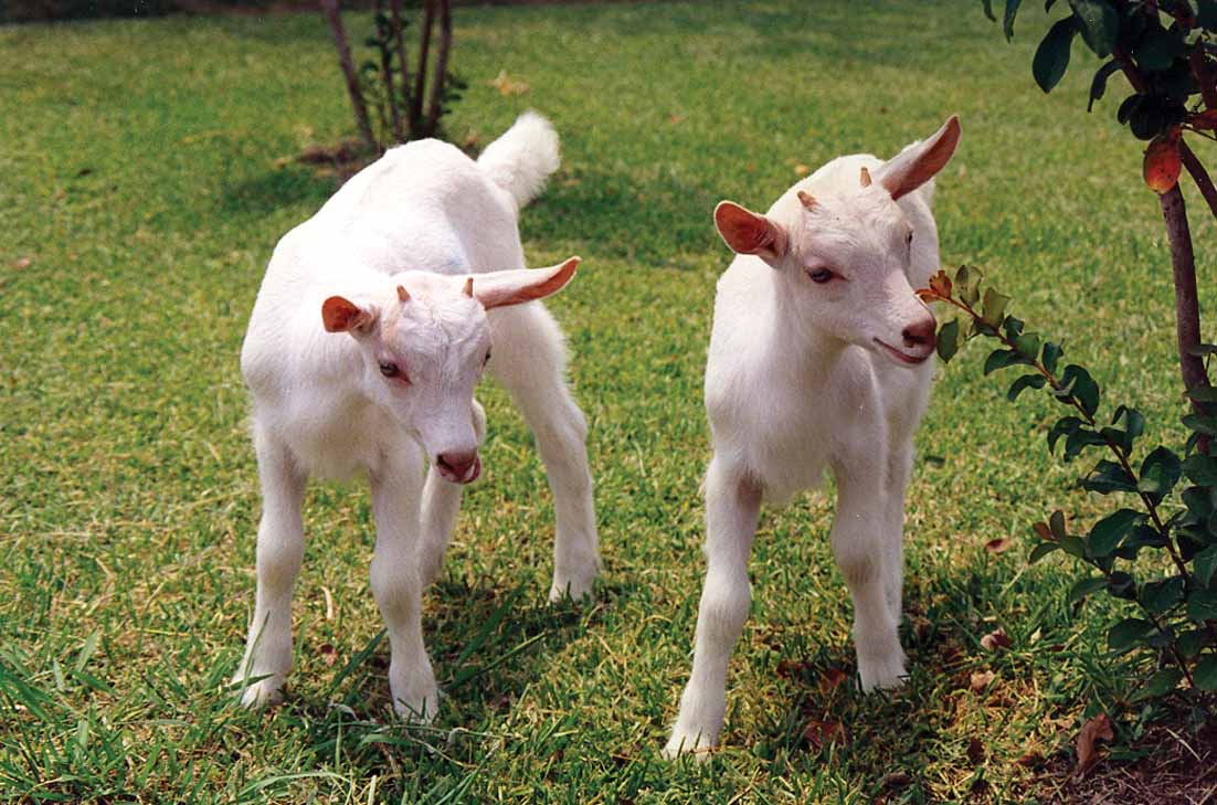 Cloned Goats