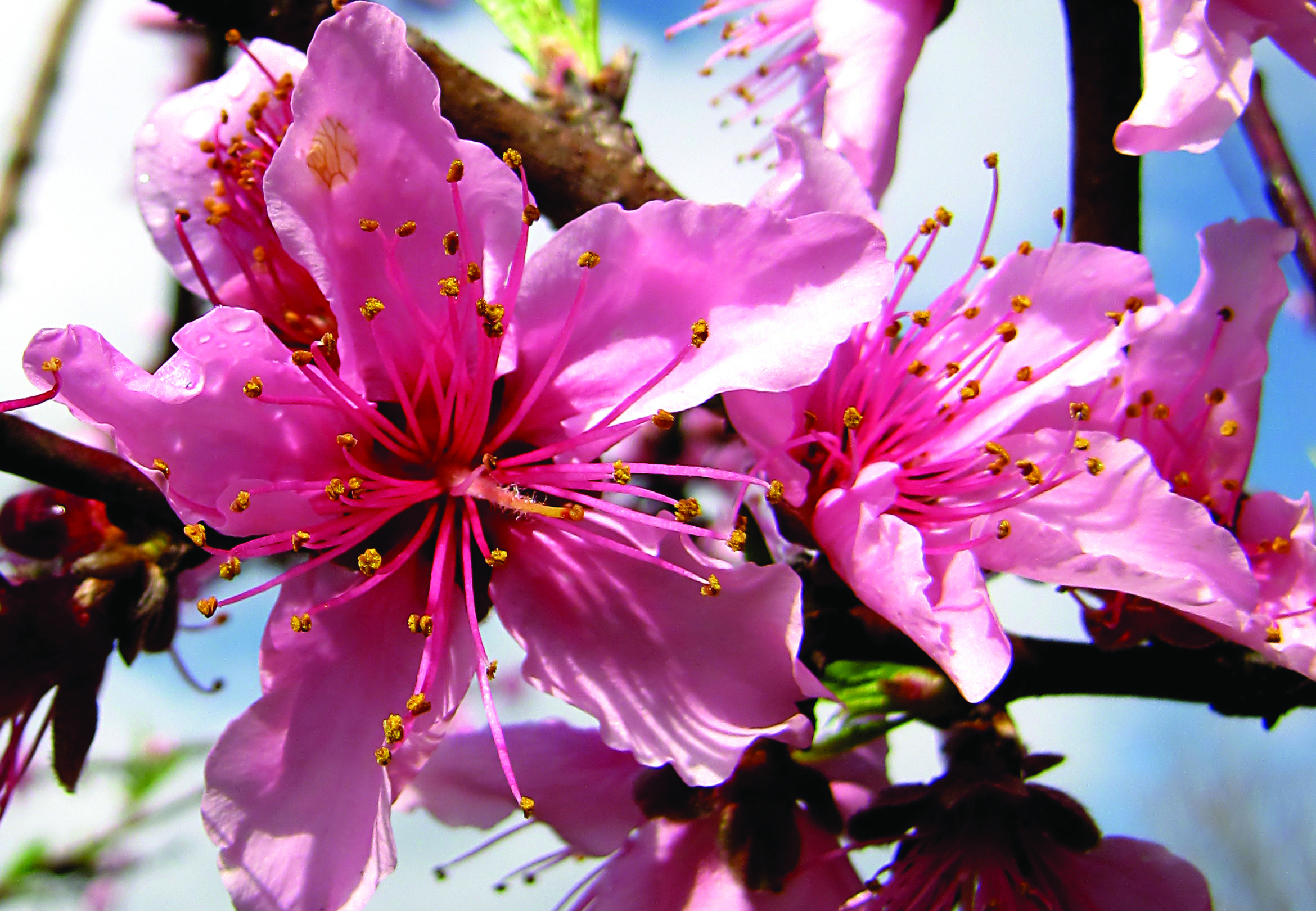 peach blossoms
