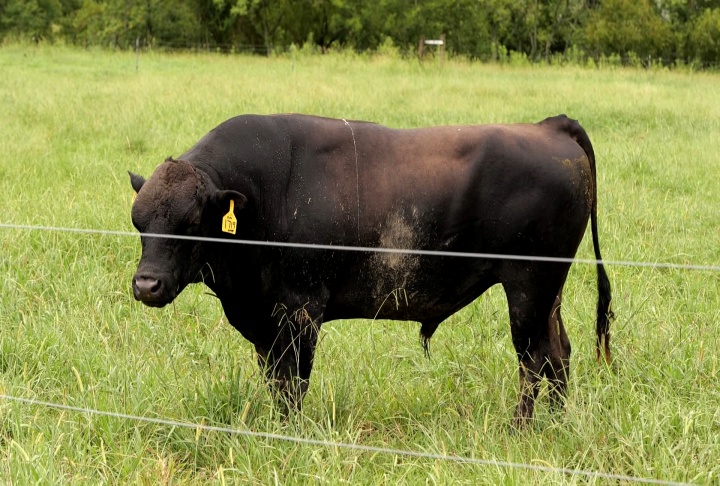 Protect livestock from the heat