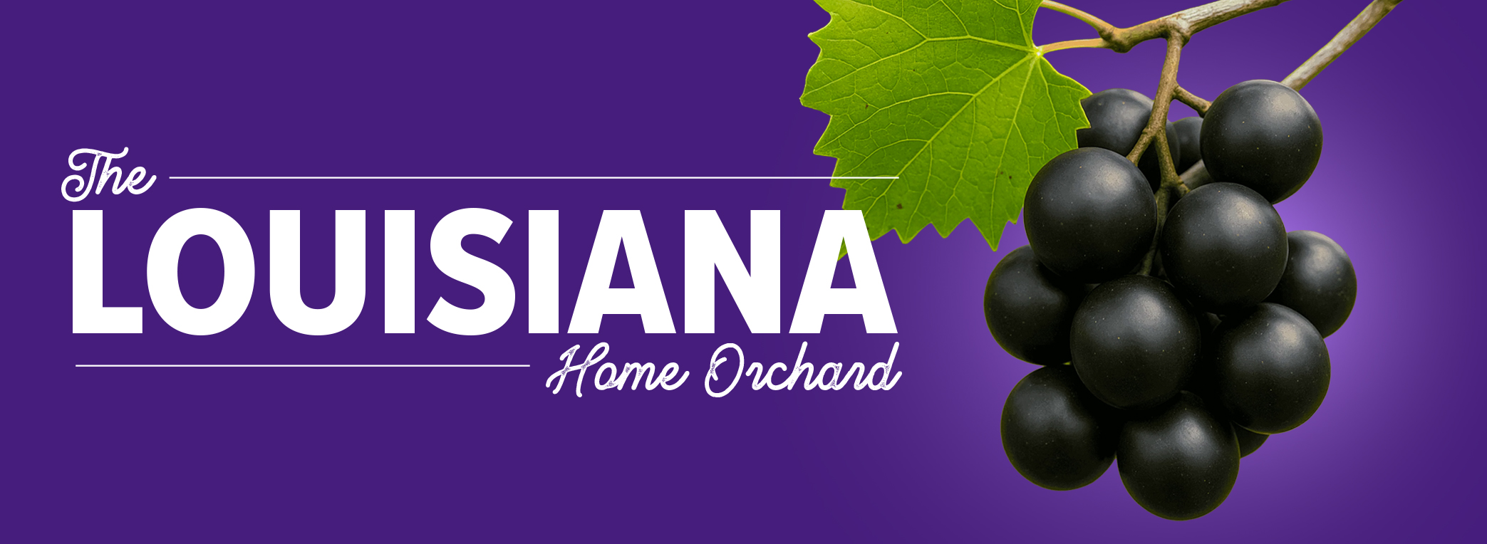 HomeOrchardBannerMuscadines2024v2.jpg thumbnail