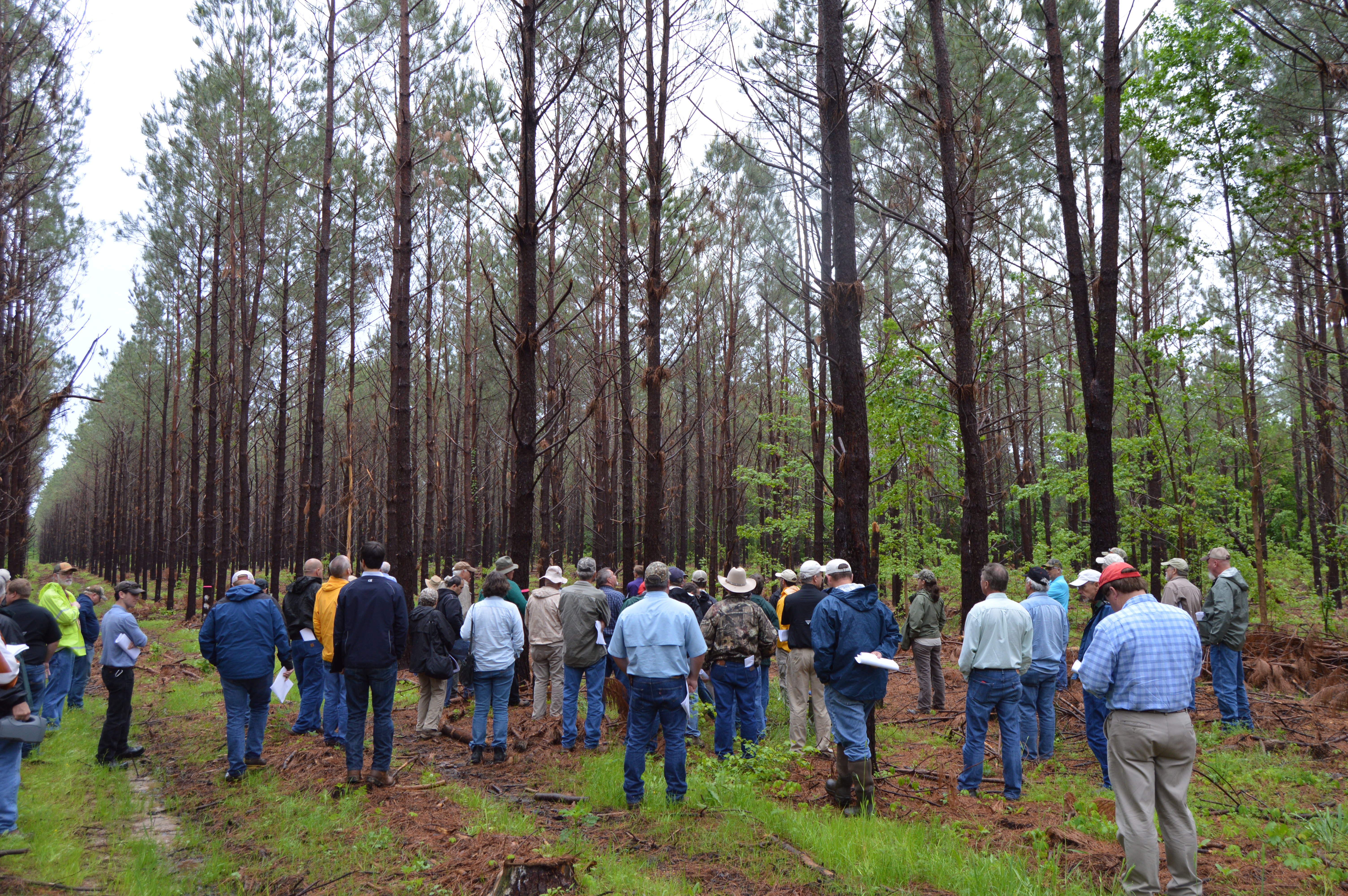 Improved pine trees featured at Hill Farm Research Station event