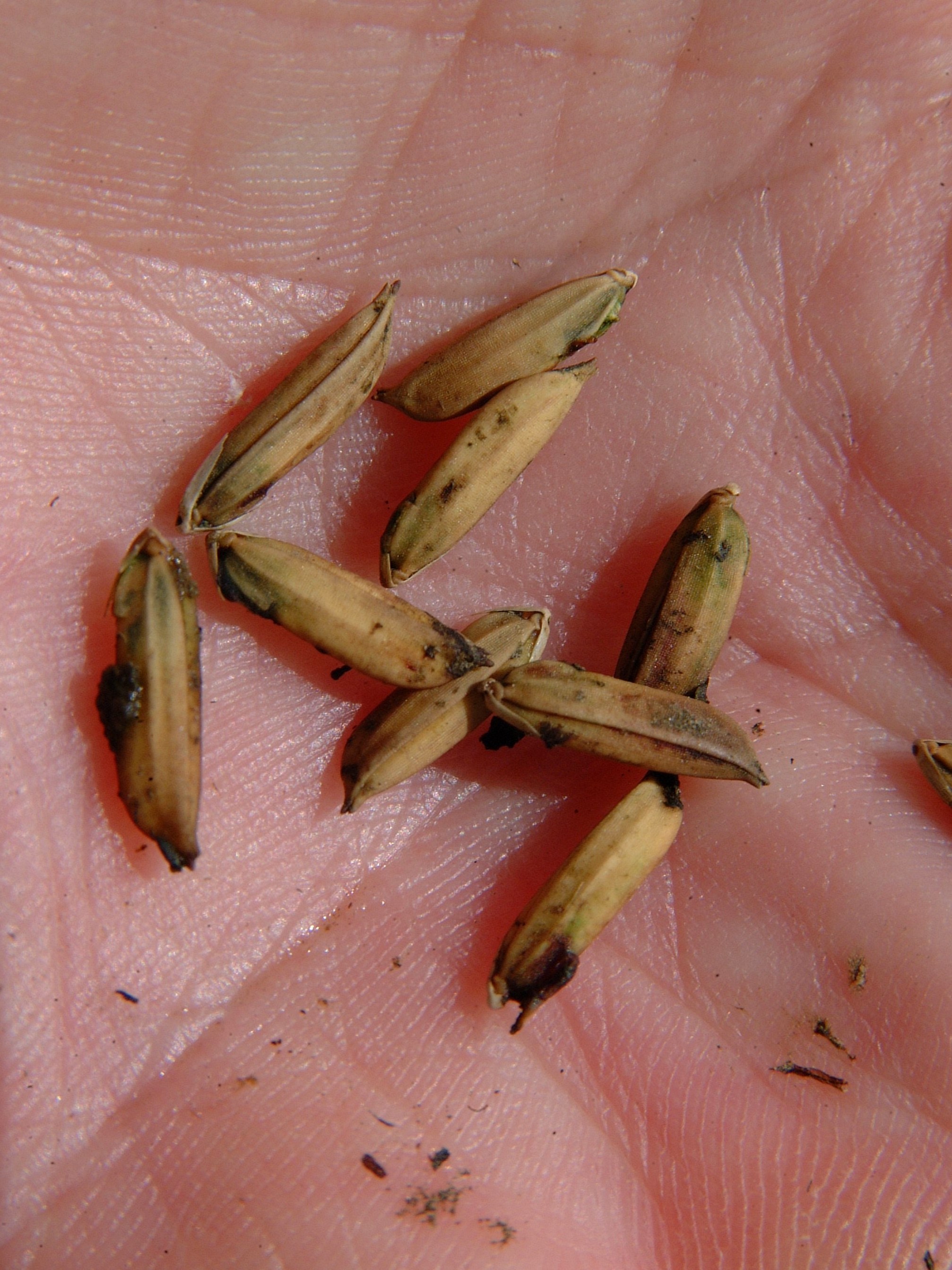 Rice Seed Midge