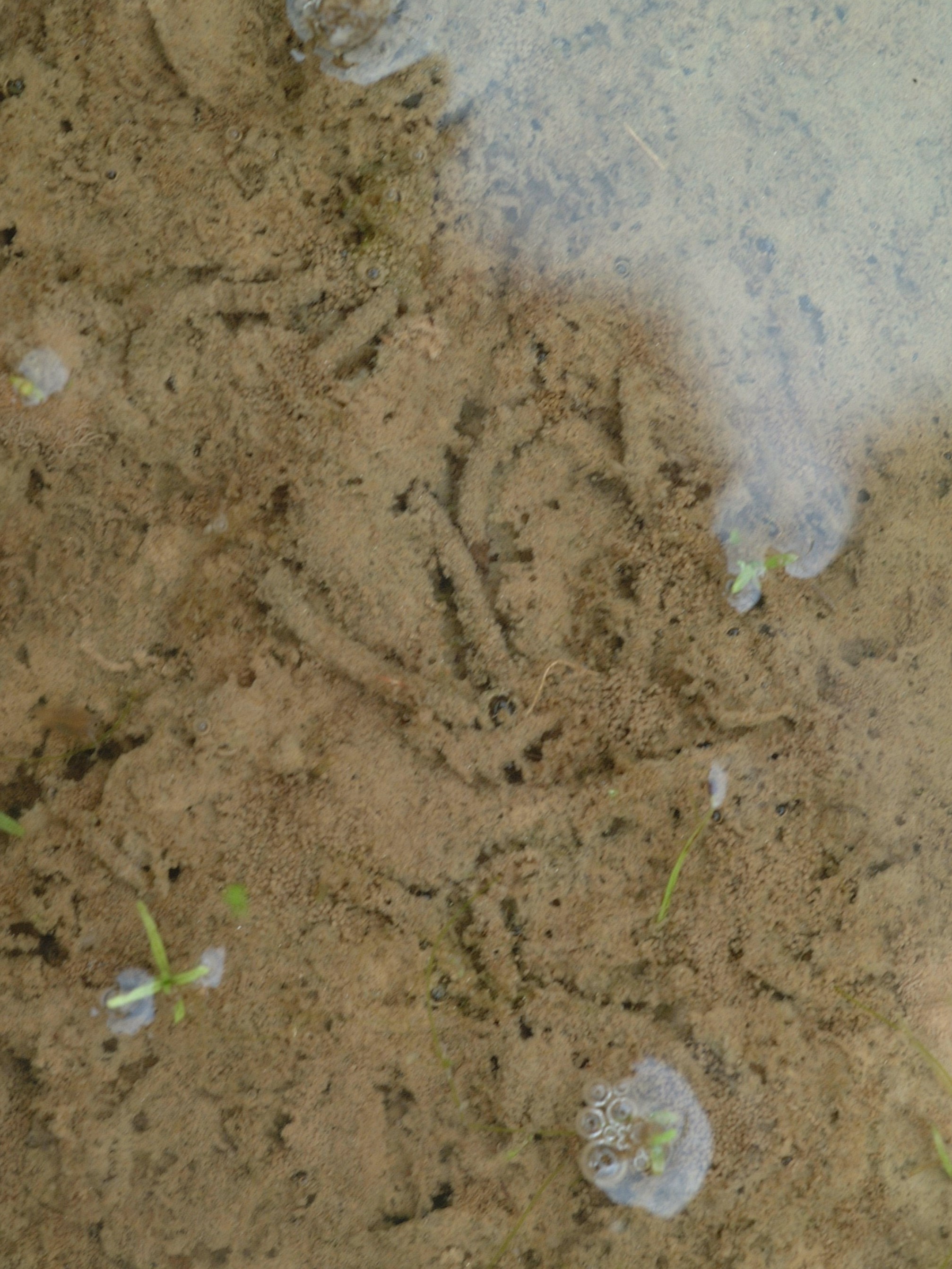 rsm larval tubes
