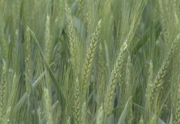 Small wheat crop for Louisiana 