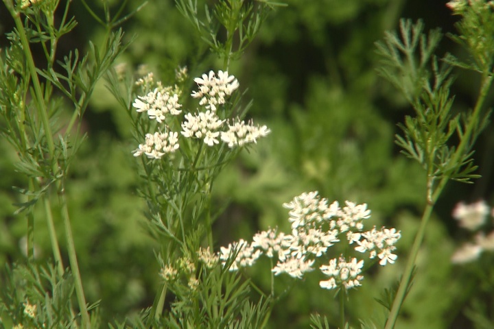 What to do with bolting herbs