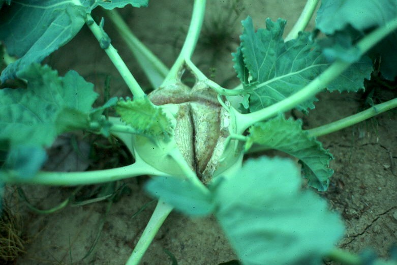 vegetable