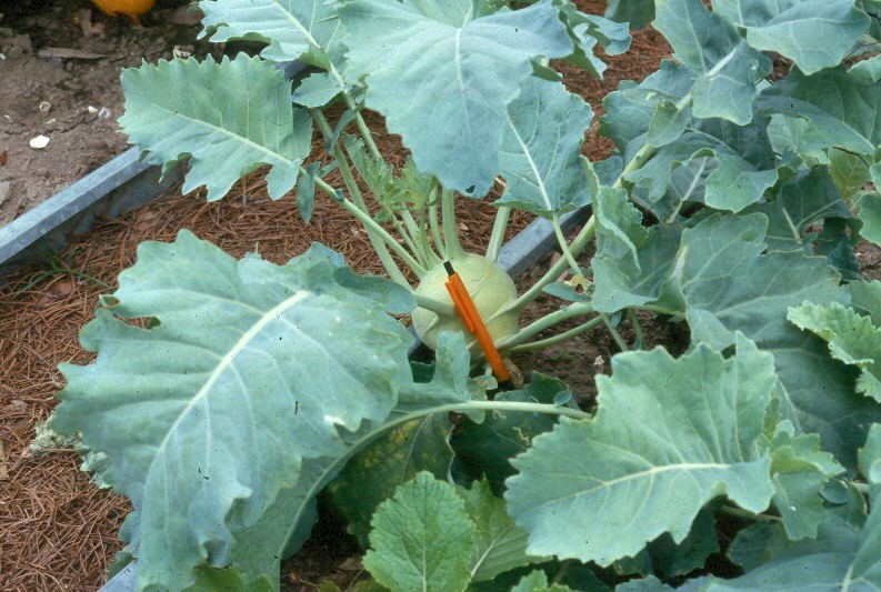 Kohlrabi: The Cabbage Turnip