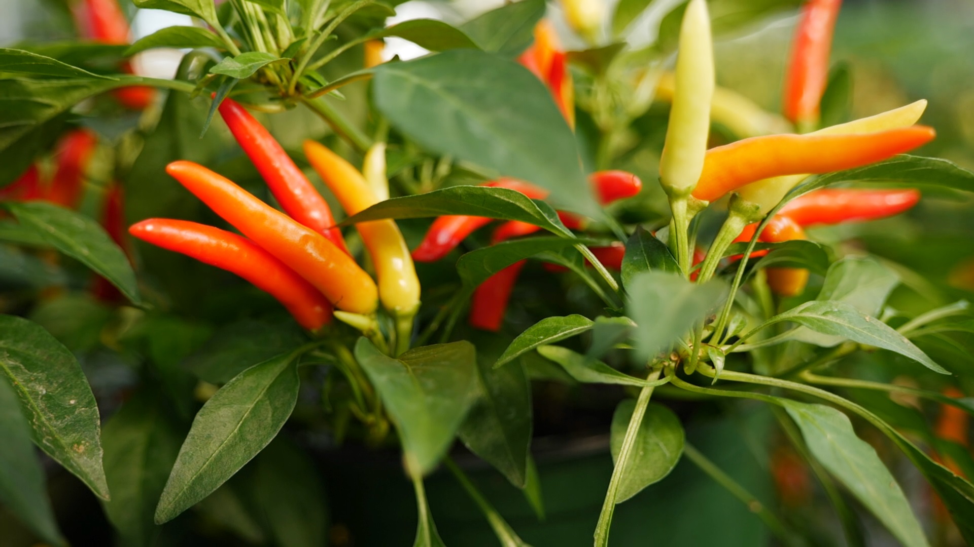 Fall gardening in Louisiana