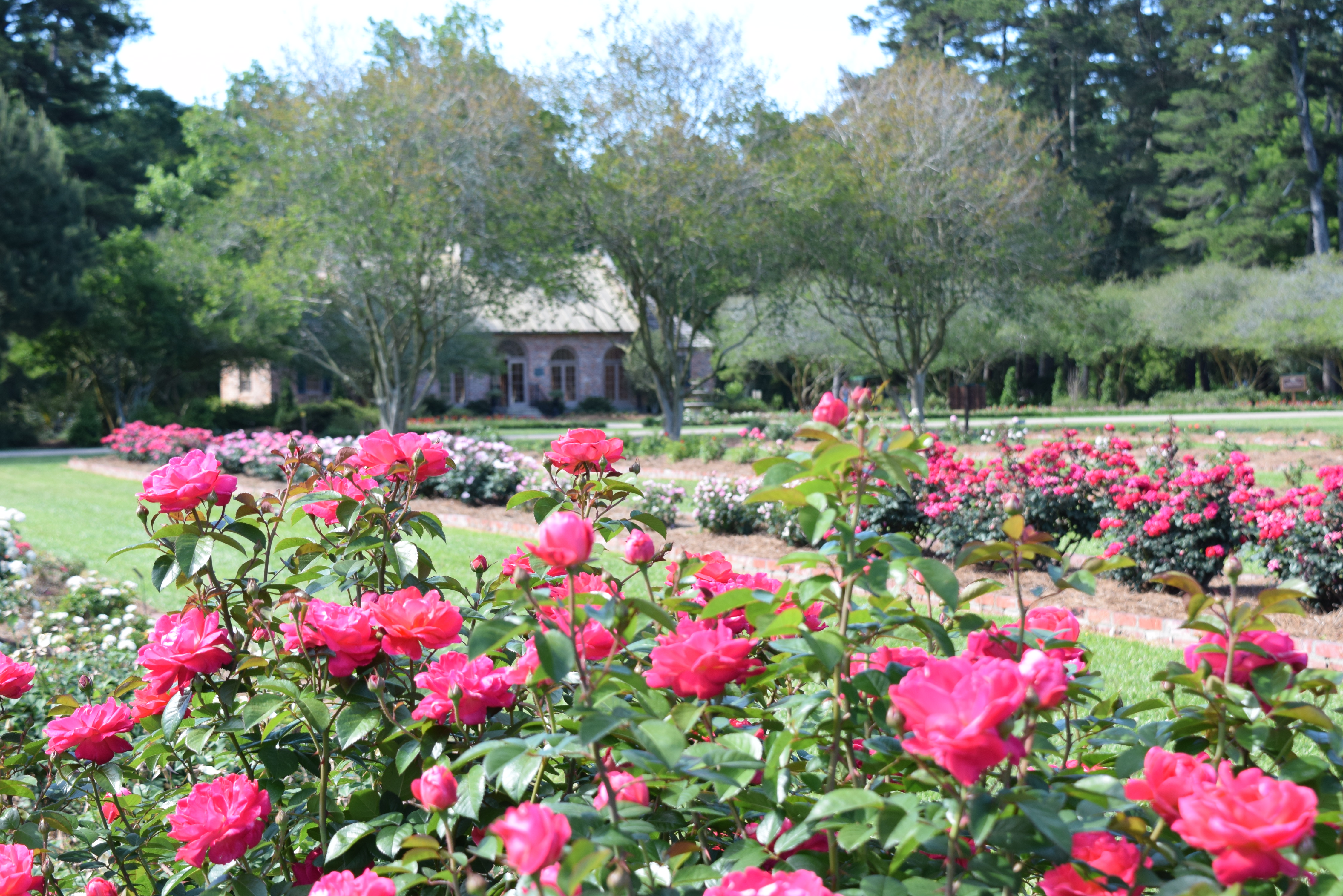 Rose lecture set for April 20 at the Botanic Gardens at Burden 