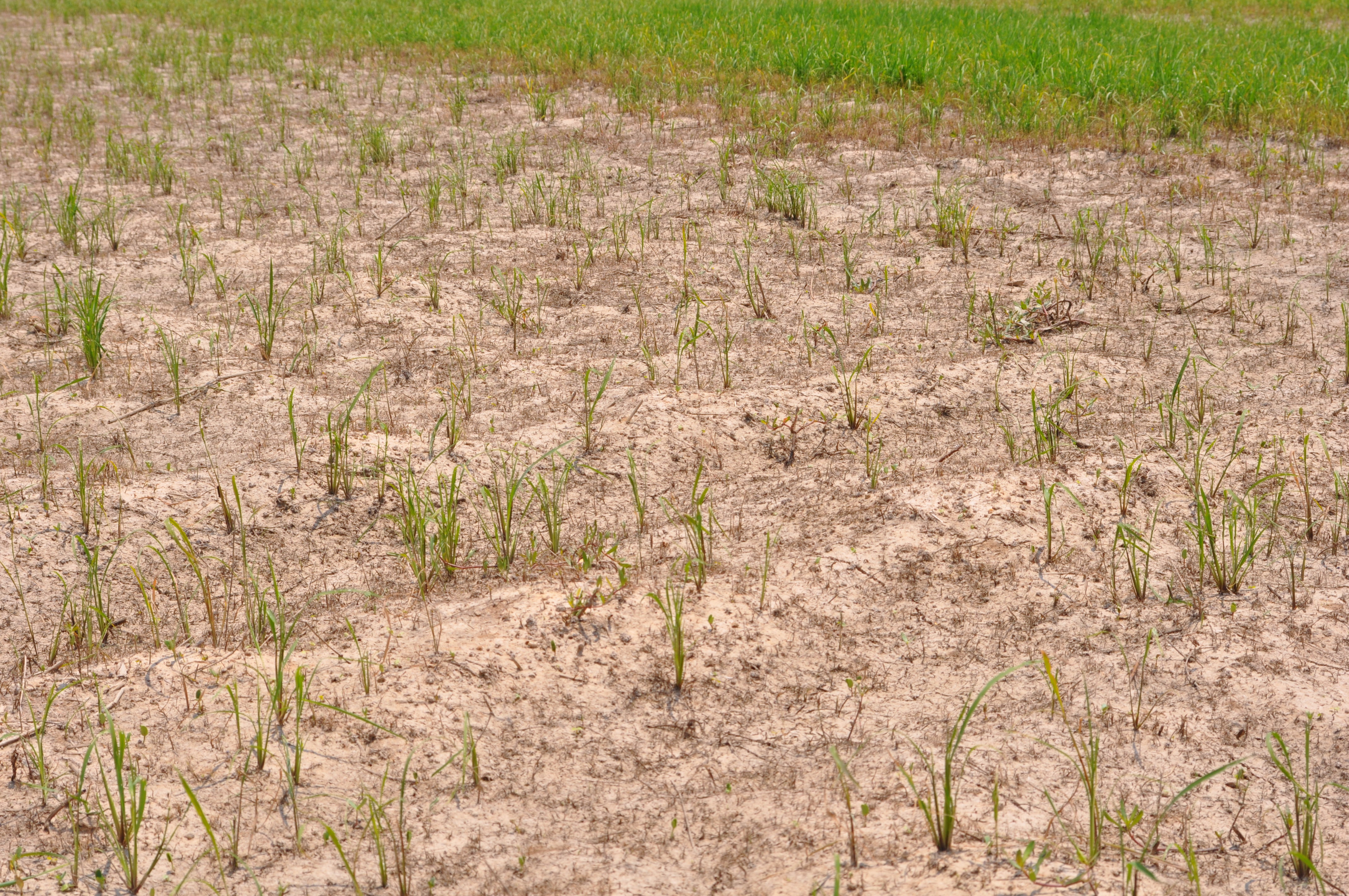 Fall Armyworm Infested Field 2