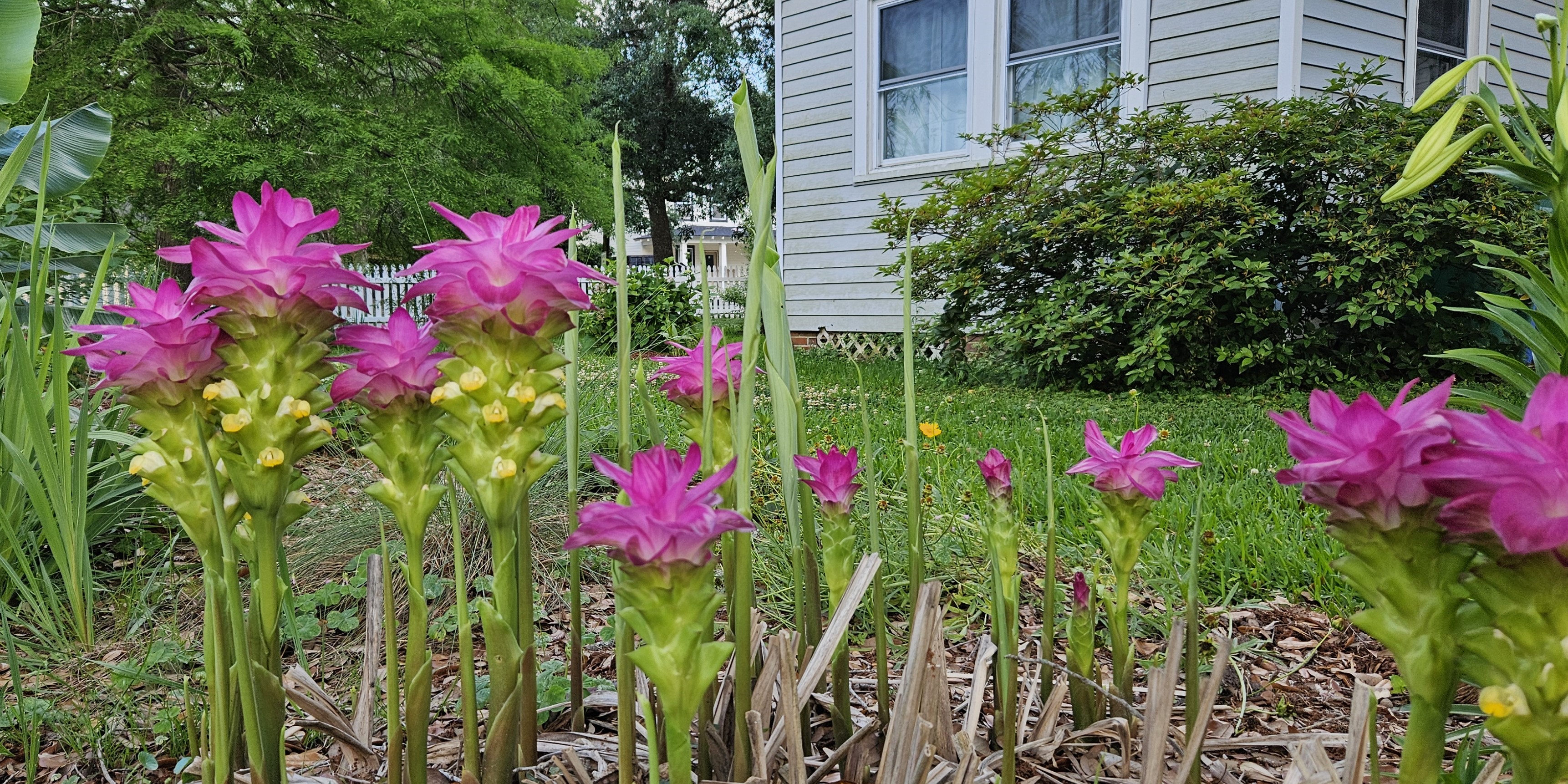 Giant Plume Ginger and Pink Velvet Banana Offer Tropical Foliage and Pink Color