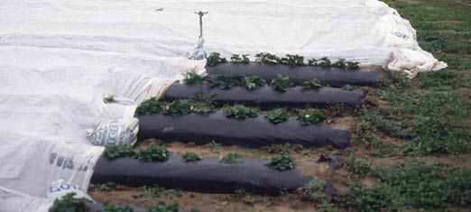 Several rows of strawberry plants covered in white and black plastic in a field.