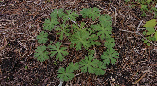 Round shaped plant with thin red stems with one leaf at the end of each stem. Leaves are deeply lobed.