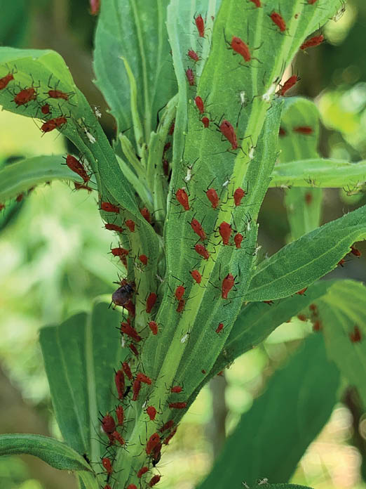 Small red insects cover the new growth foliage of a plant. The insects are on the top and bottom of the leaves.