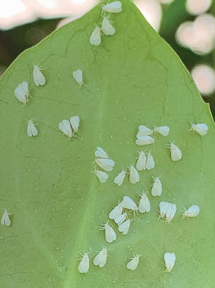 Underside of a leaf showing several small white bodied insects. Their two white wings cover most of their body. Also visible are their small legs and antennae.