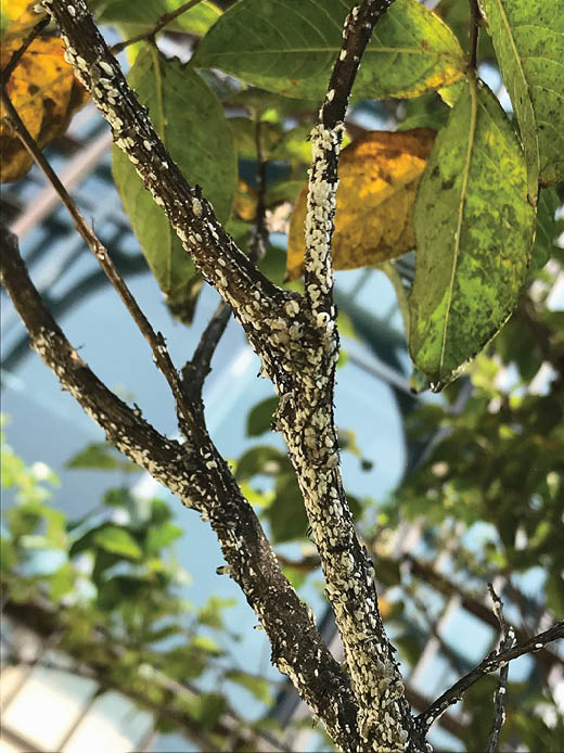 Small bodied scale insects on a tree branch. The insects are grouped tightly together and cover a large patch of the bark.