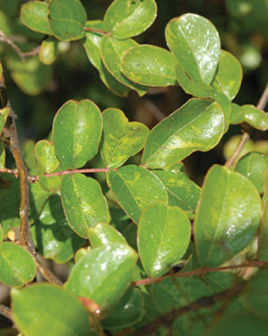 A group of crape myrtle leaves that are shiny because there is a substance called honeydew on the leaves.