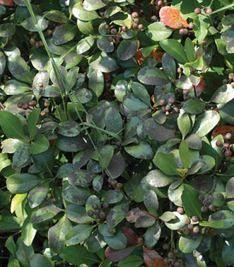 Picture of the side of a shrub with several leaves having a black film on leaf's surface. Some leaves are losing their green color and turning yellow. There are small red berries attached to the shrub.