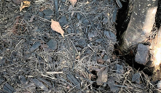 A picture looking at the ground below a crape myrtle tree. The mulch surrounding the tree has a black tint because of sooty mold.