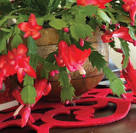Bright red blooms and green cactus stalks drape over a stoneware bowl sitting on a red holiday mat on a table.