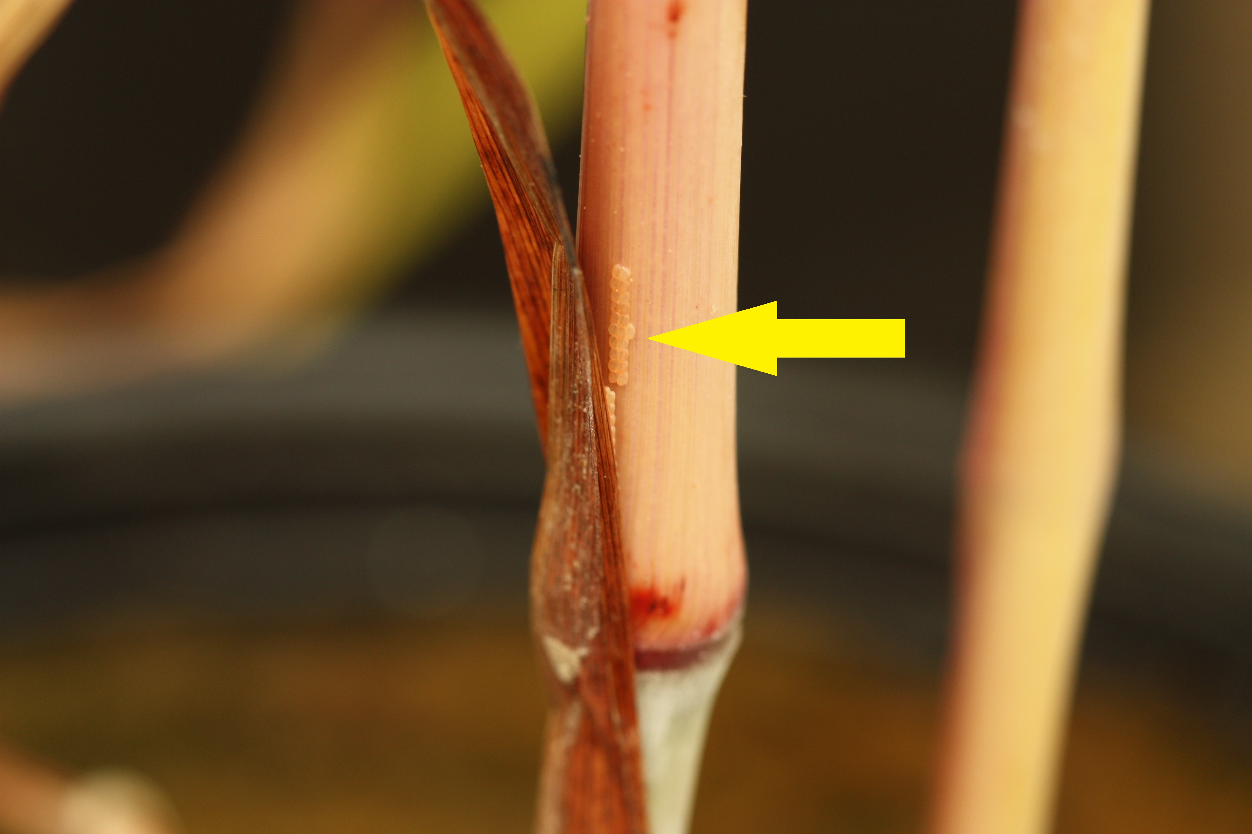 Mexican Rice Borer Eggs