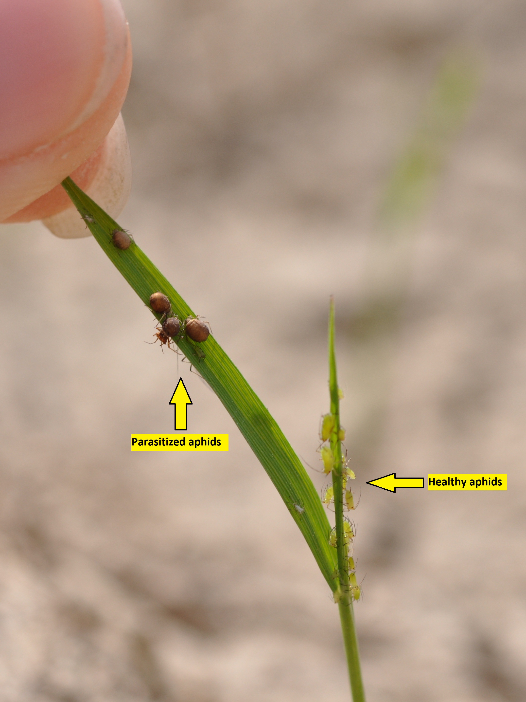 Wasp-parasitized and Healthy Aphids 2