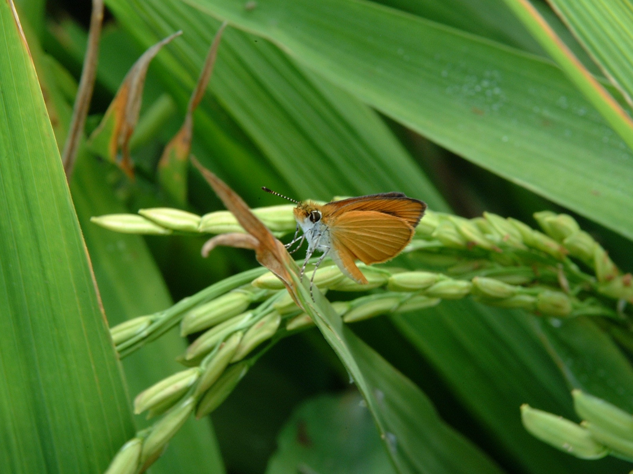 Skipper Adult