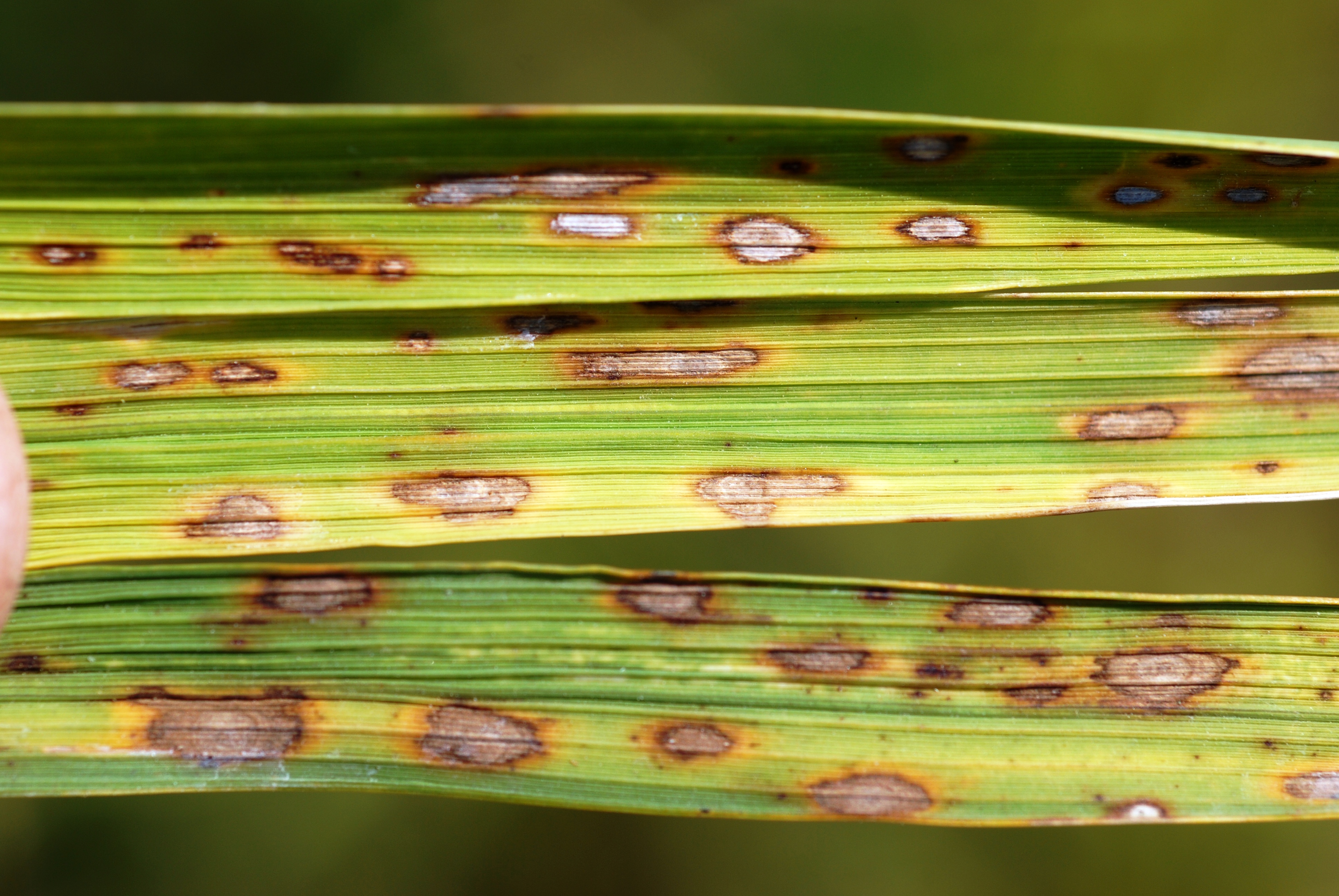 Severe Leaf Symptoms