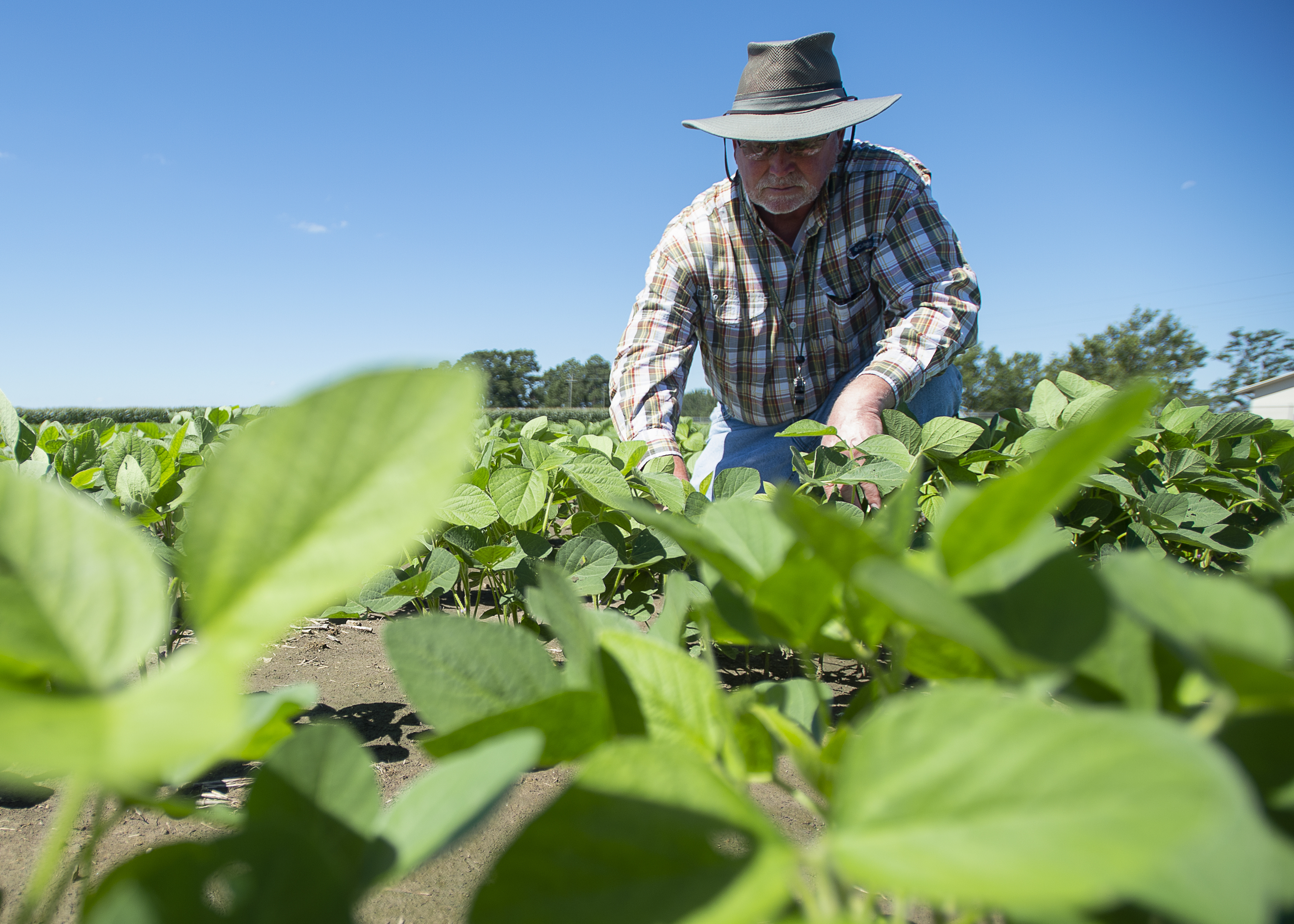 Three-year grant awarded to LSU AgCenter for integrated pest management 