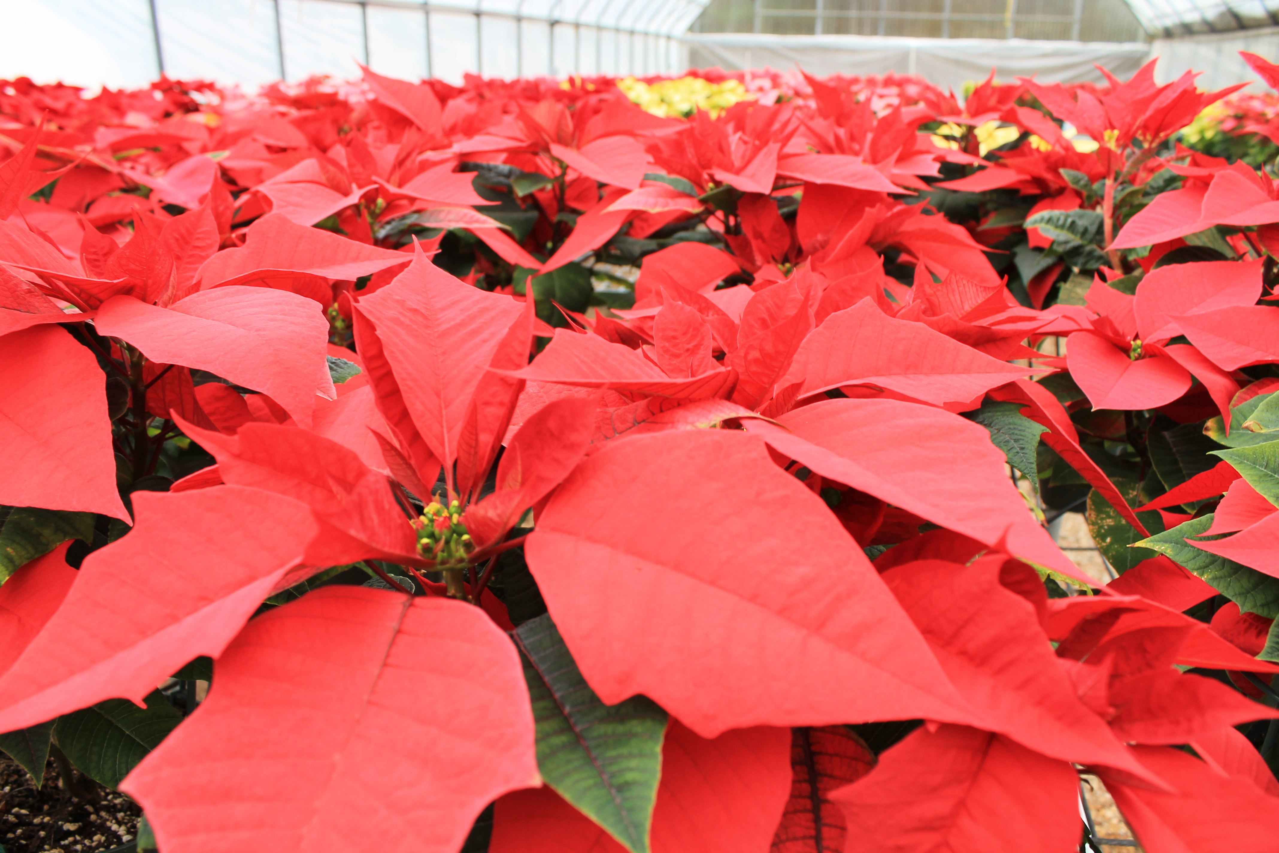 LSU AgCenter poinsettia open house set for Dec. 4 in Baton Rouge