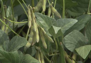 Research aims to help soybean farmers improve yields