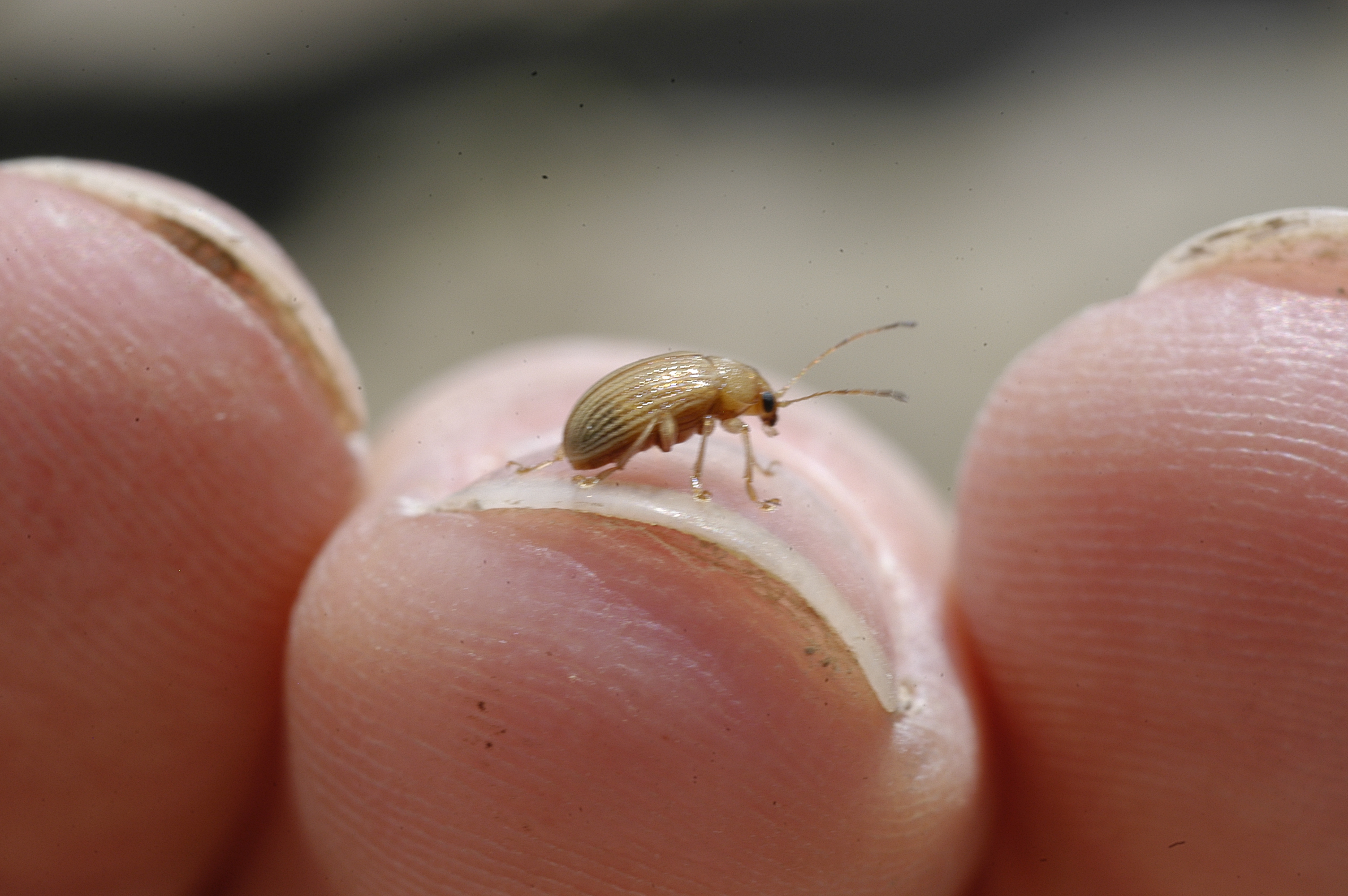 Colaspis Adult  3