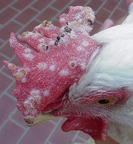 Animal Industry News Update - September 2012