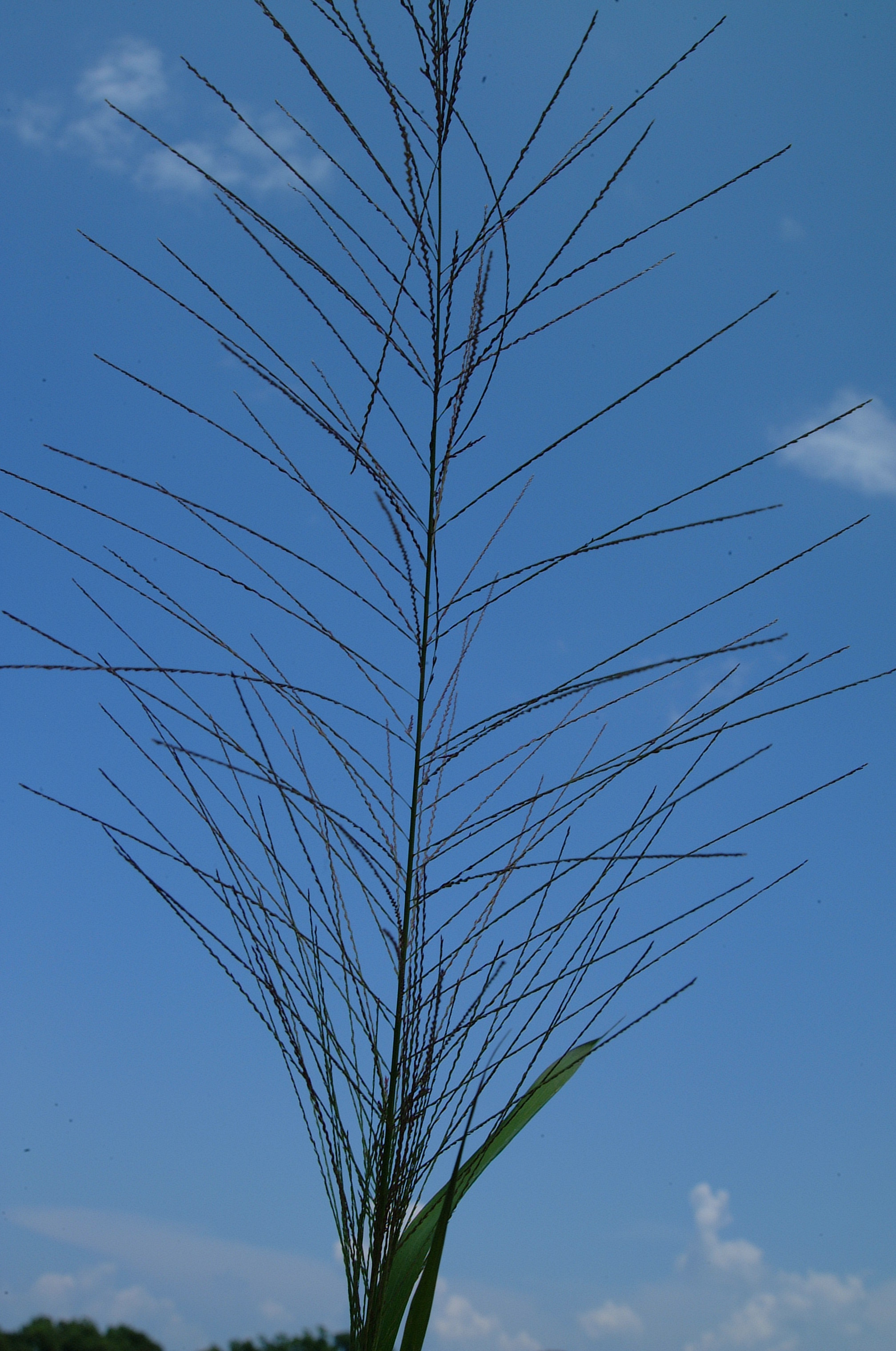 Red Sprangletop (Leptochloa filiformis)
