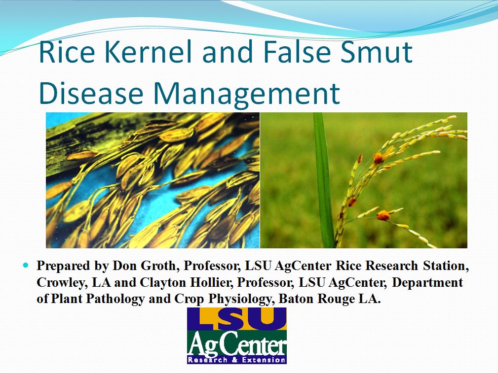 Rice Kernel and False Smut Disease Management 2013