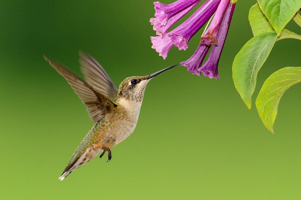 Summer Gardening for Wildlife