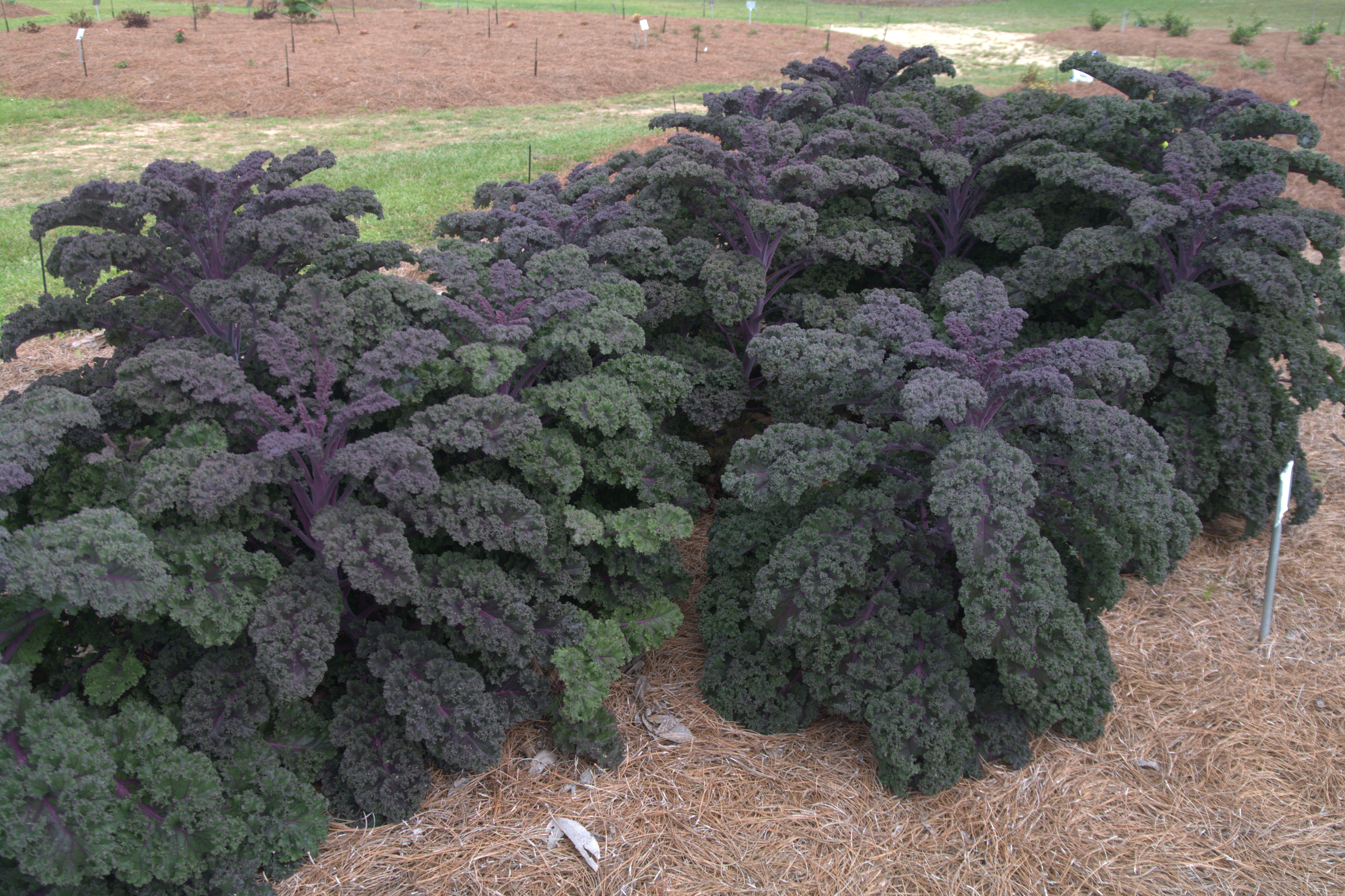 Redbor Kale