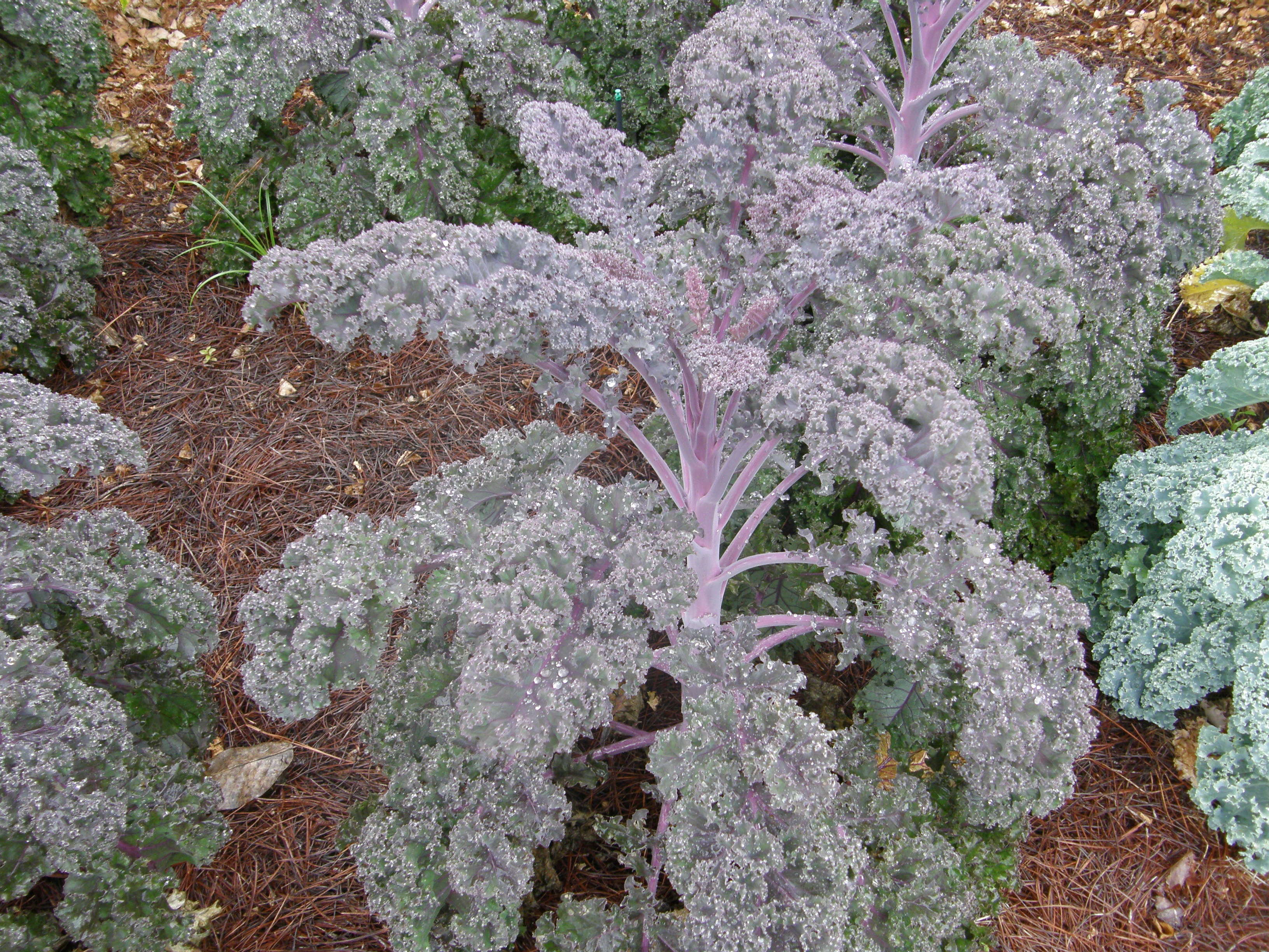 Louisiana Super Plant Redbor Kale