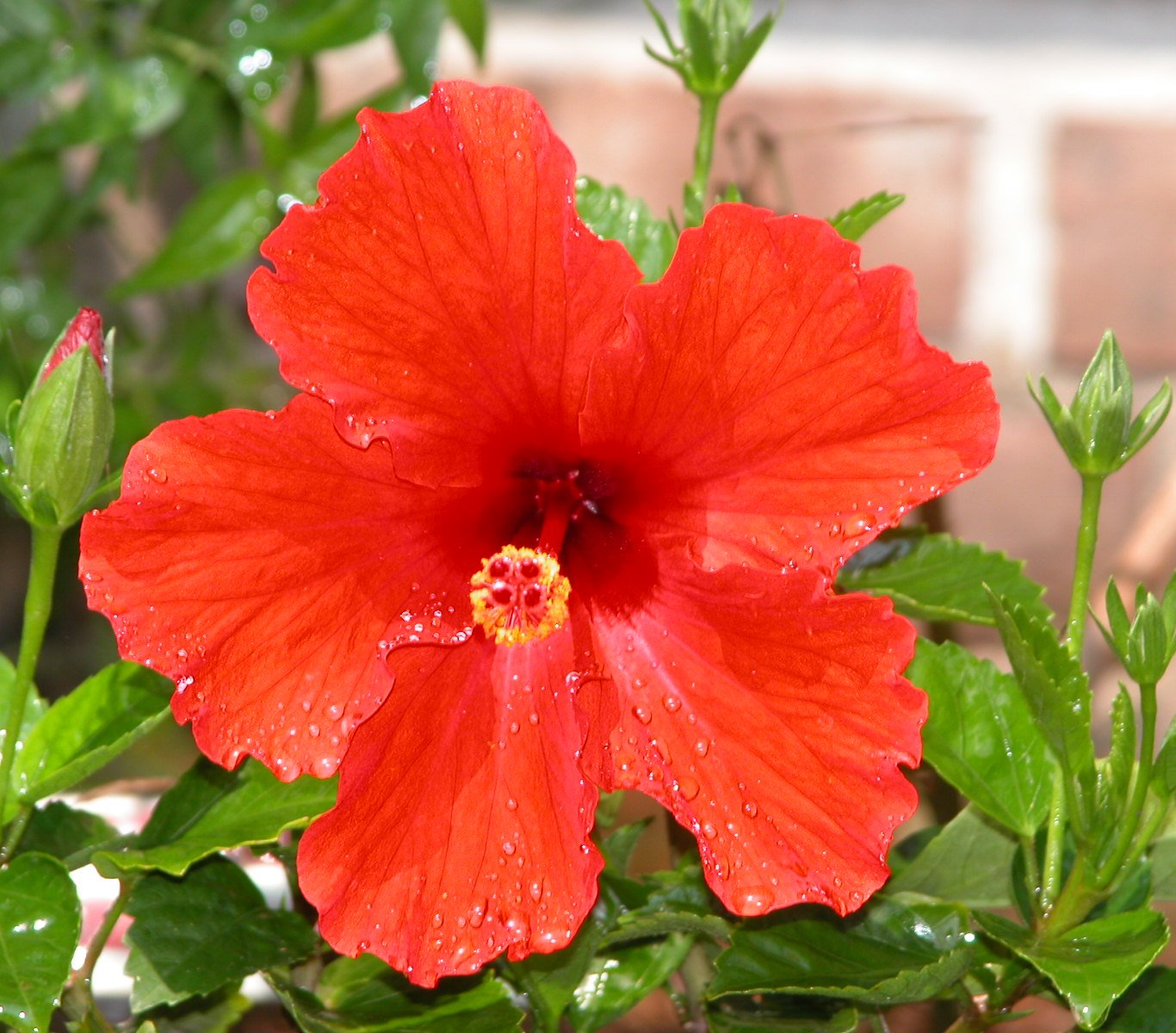 Baton Rouge garden show set for March 9, 10
