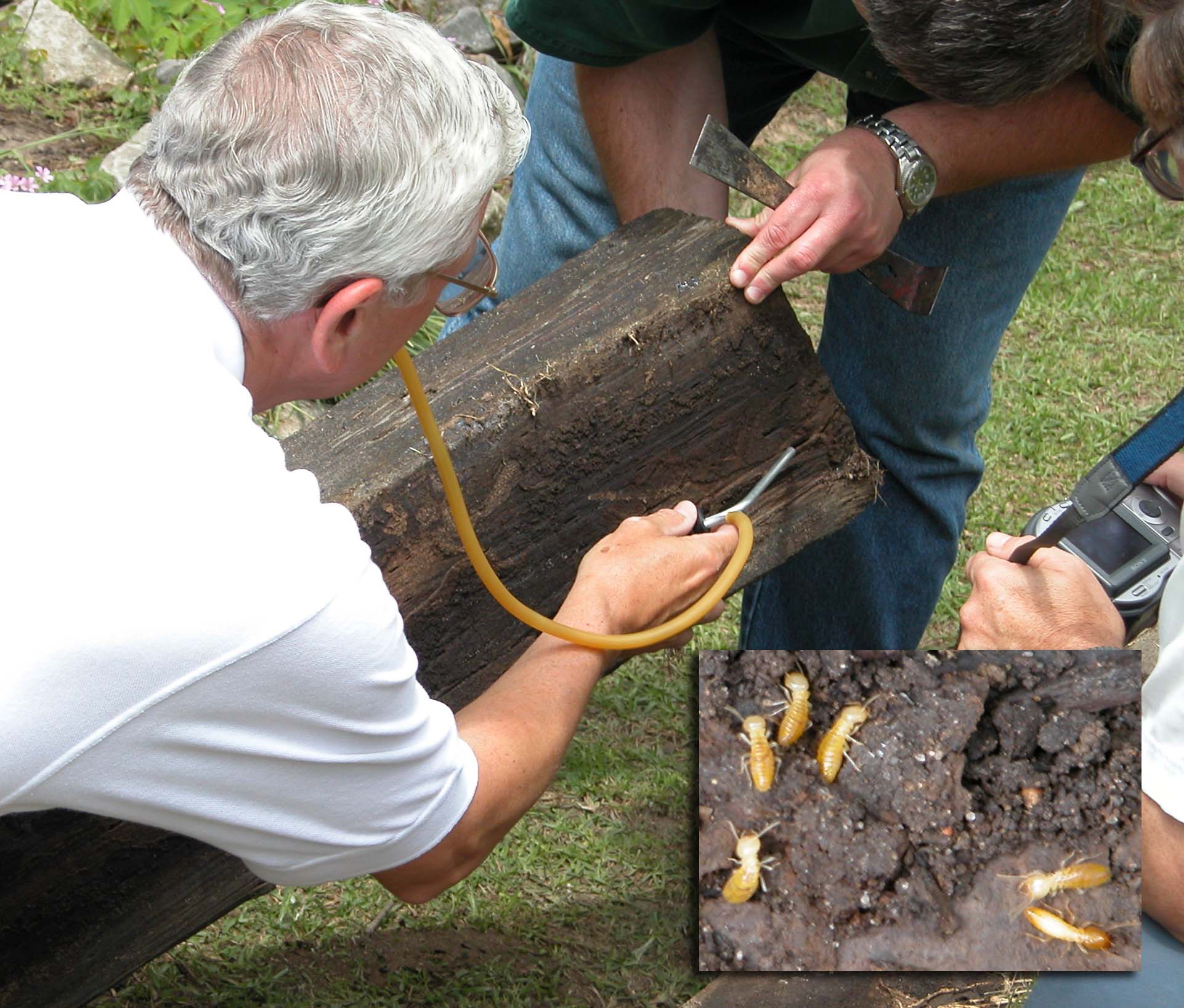 Formosan Termites Found Near Alexandria