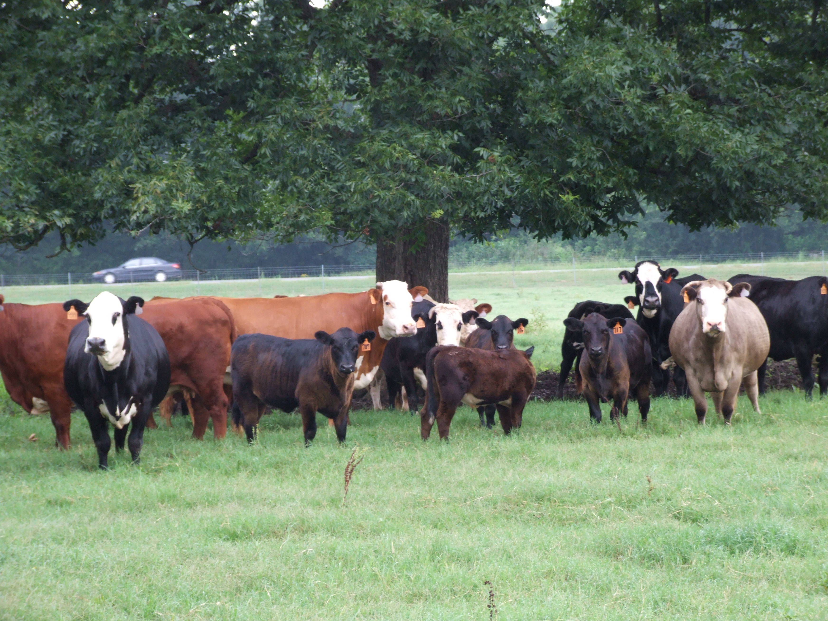 Acadiana cattle field day set for Oct. 21