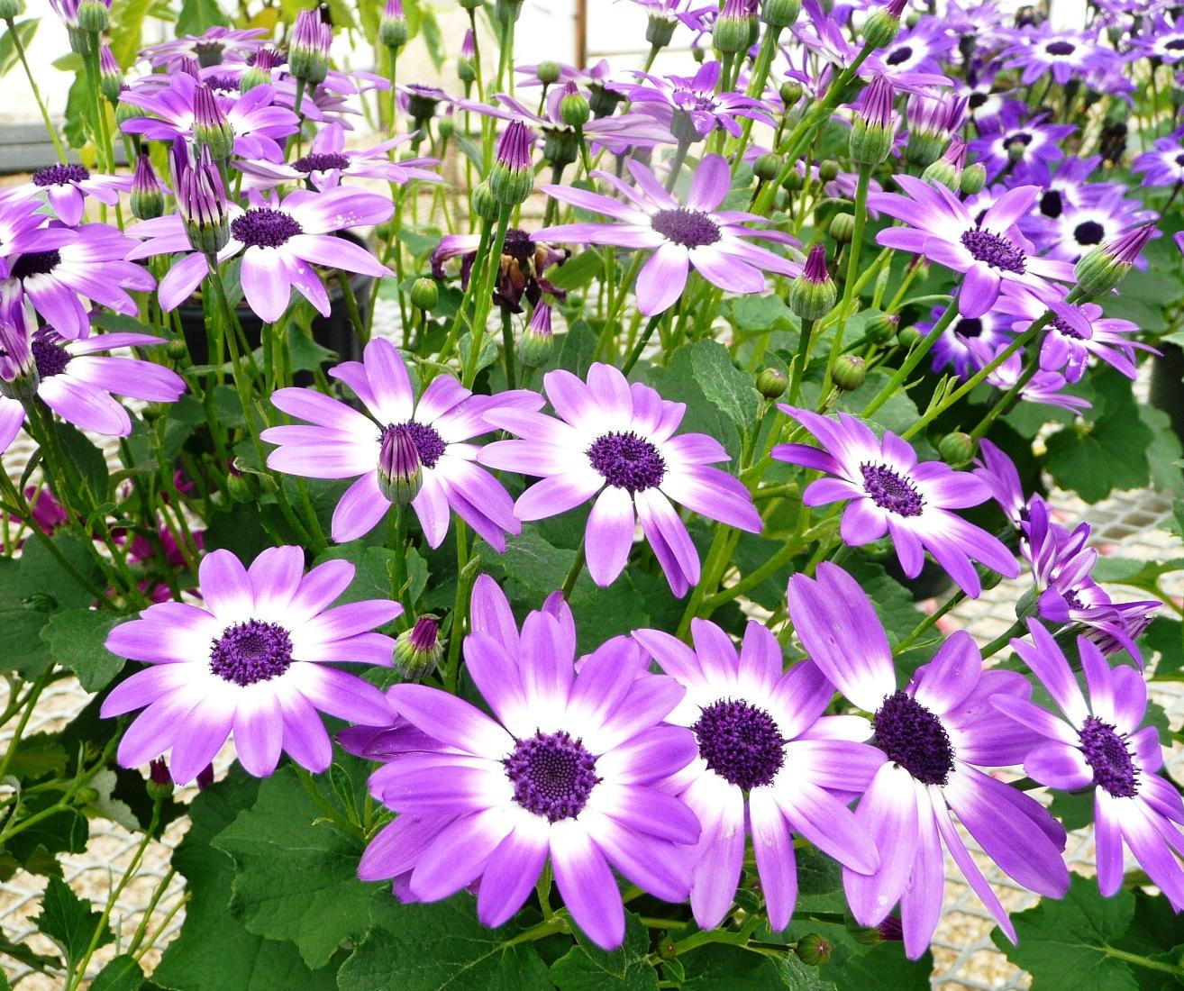 Pericallis – Ornamental Plant of the Week for February 2, 2015