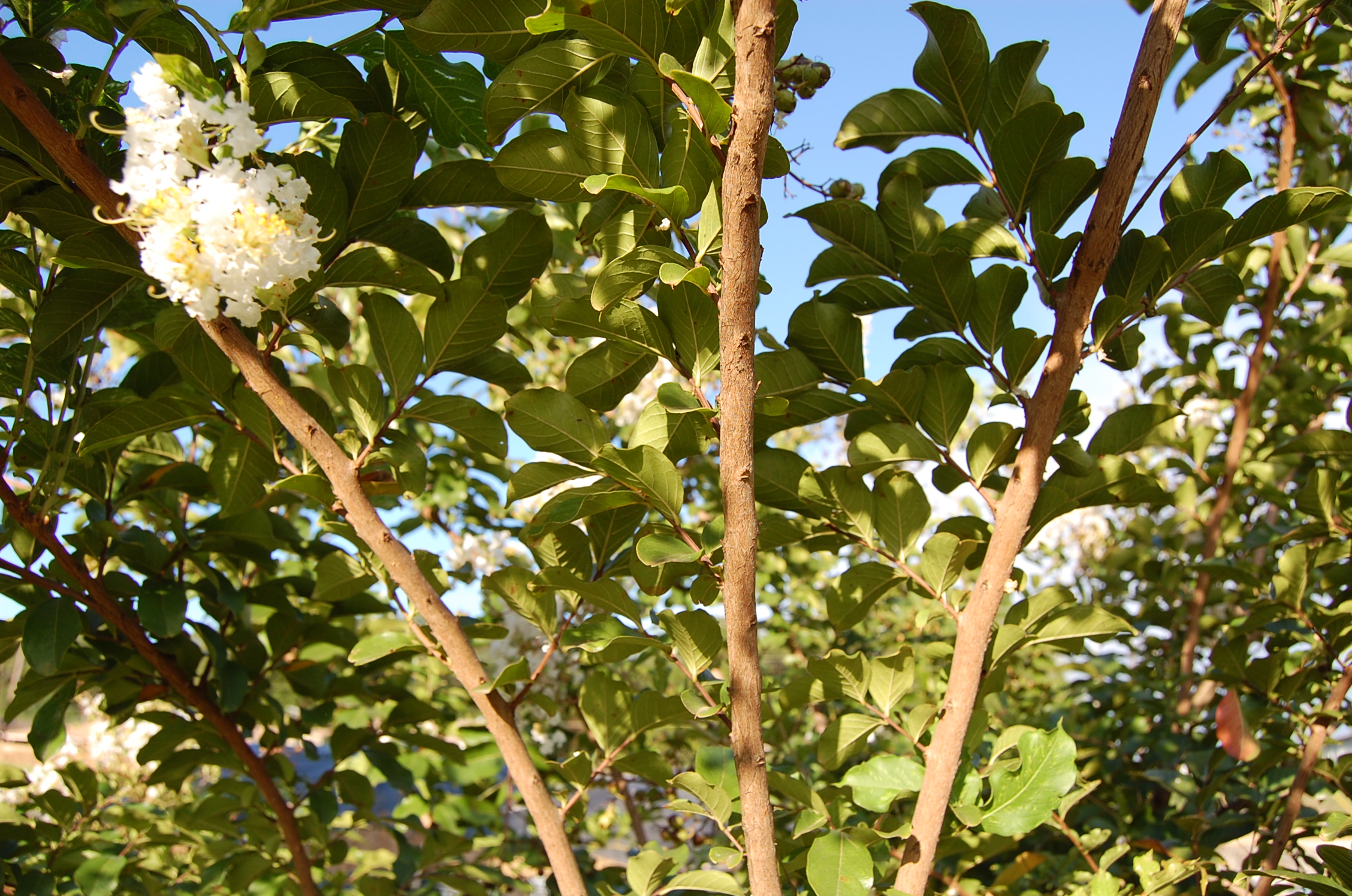 Managing Crape Myrtle Bark Scale