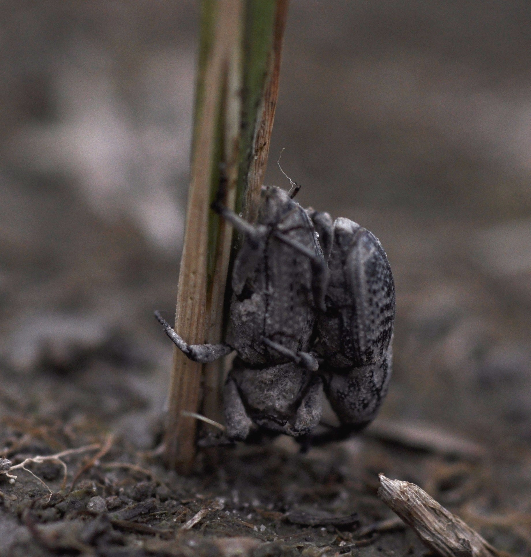 Billbug Adult Mating Pair