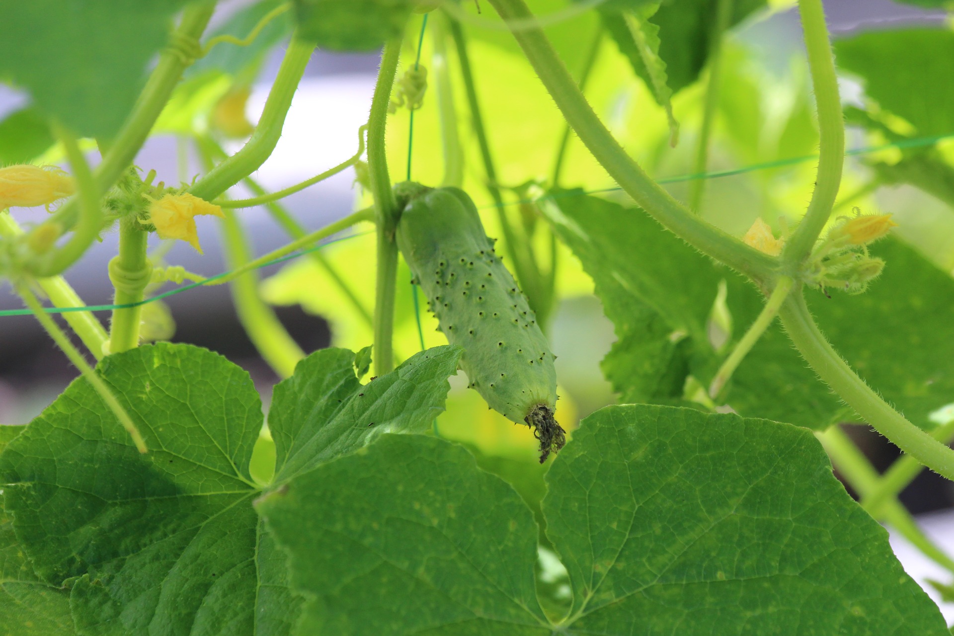 Cucumbers