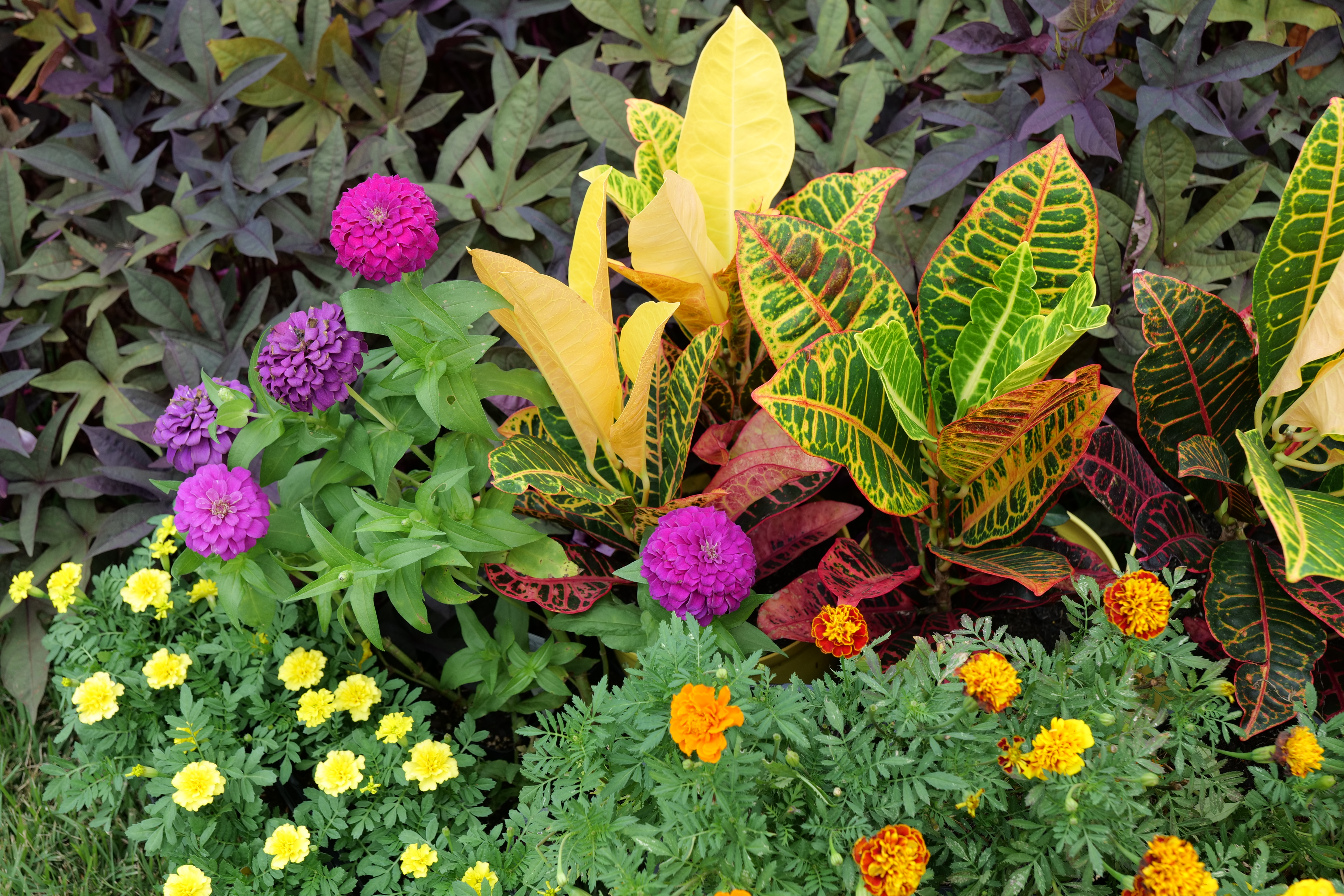 Refresh the late-summer garden with fall colors
