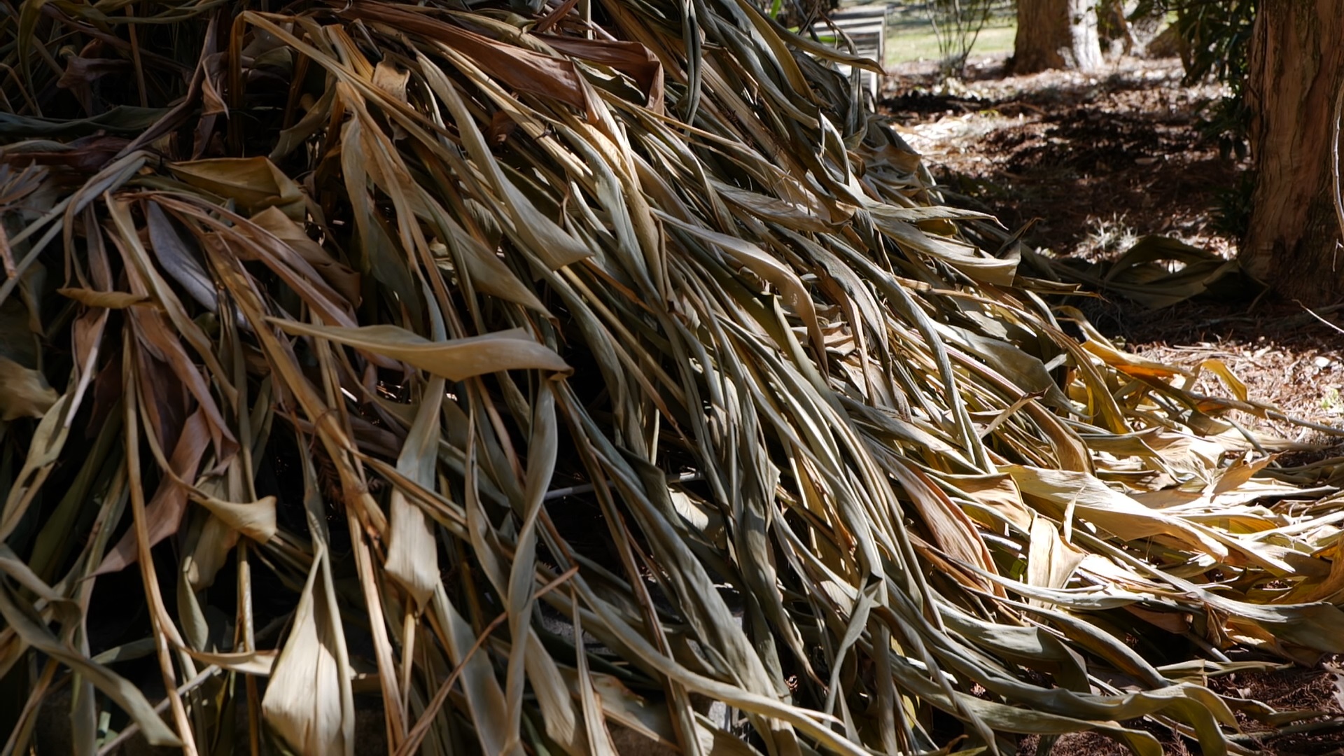 Get It Growing: Wait to trim your freeze-damaged plants 