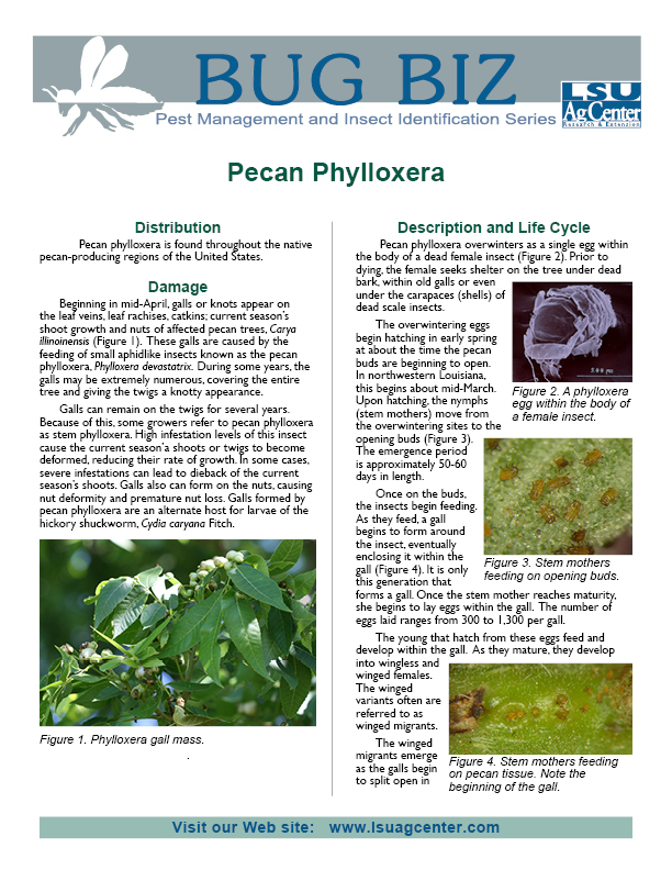 Bug Biz:  Pecan Phylloxera