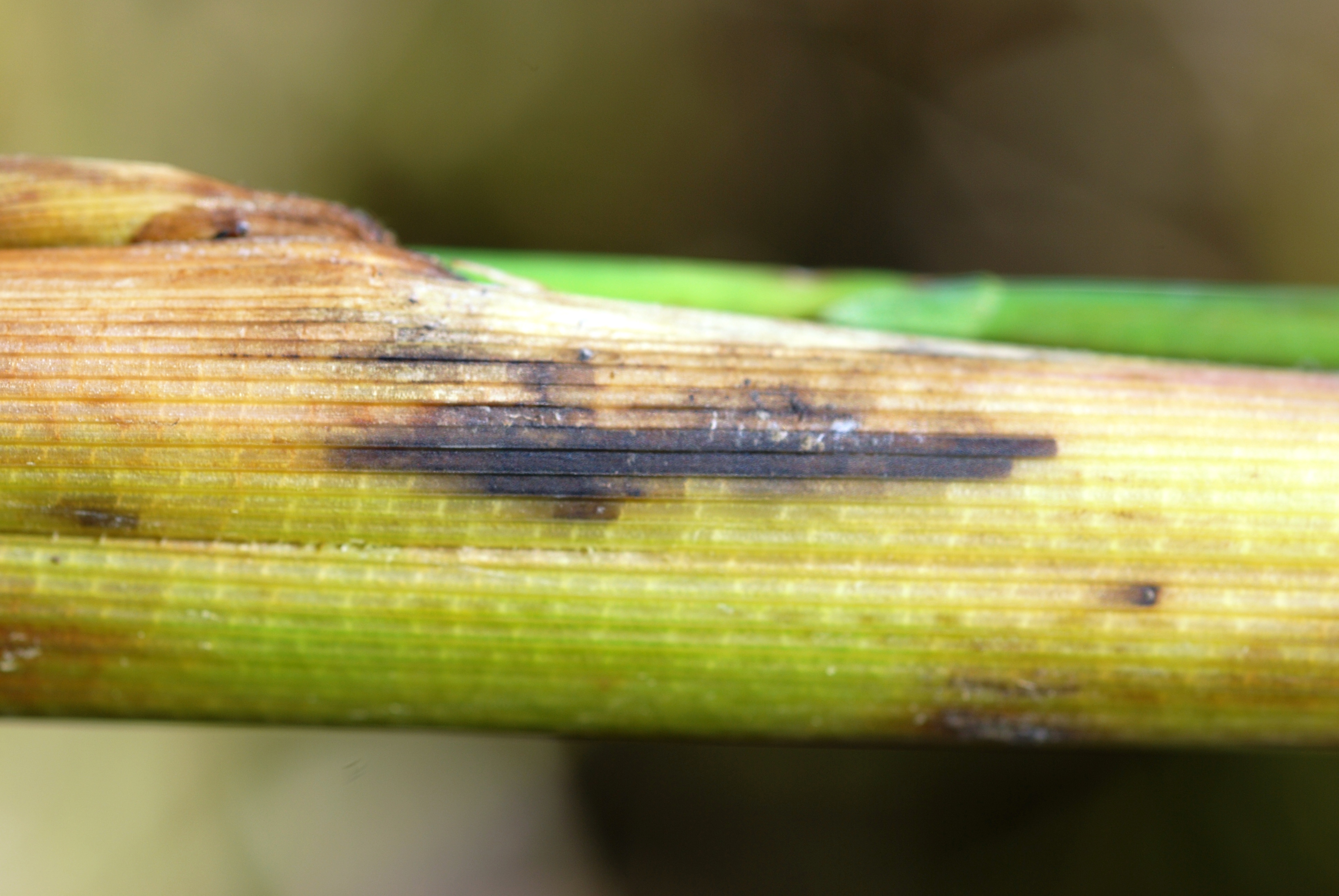 Stem Rot Infection Symptoms